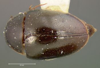 Media type: image;   Entomology 3101 Aspect: habitus dorsal view 2